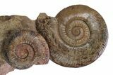 Tall Jurassic Ammonite (Hammatoceras) Display - France #381120-1